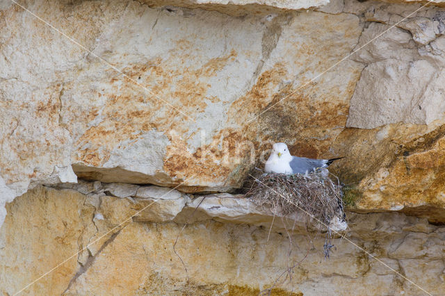 Black-legged Kittiwake (Rissa tridactyla)