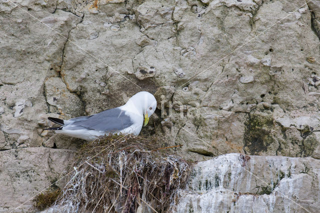 Black-legged Kittiwake (Rissa tridactyla)