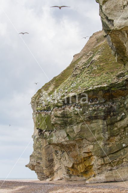 Black-legged Kittiwake (Rissa tridactyla)