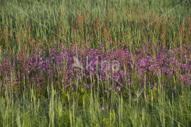 Echte koekoeksbloem (Lychnis flos-cuculi)