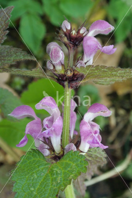 purple Dead-nettle (Lamium purpureum purpureum)