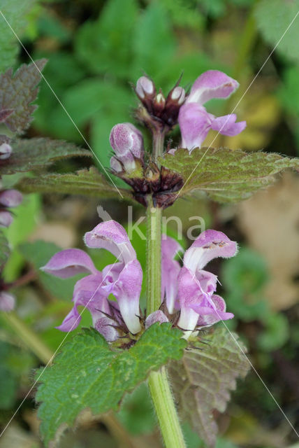 purple Dead-nettle (Lamium purpureum purpureum)