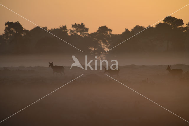 Red Deer (Cervus elaphus)