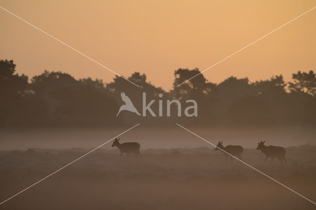 Red Deer (Cervus elaphus)