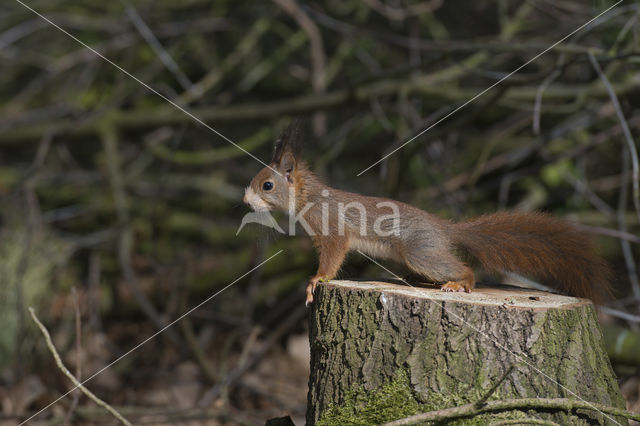 Red Squirrel (Sciurus vulgaris)