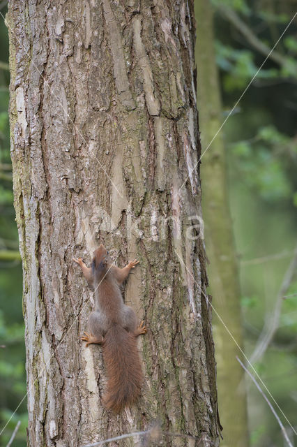 Eekhoorn (Sciurus vulgaris)