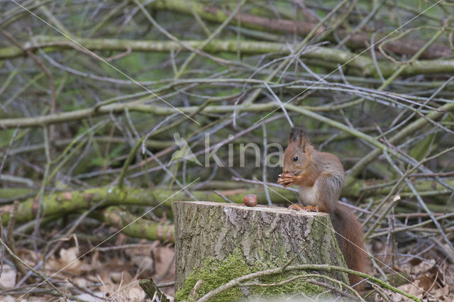 Eekhoorn (Sciurus vulgaris)