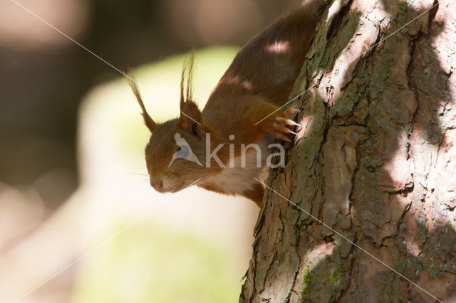 Red Squirrel (Sciurus vulgaris)