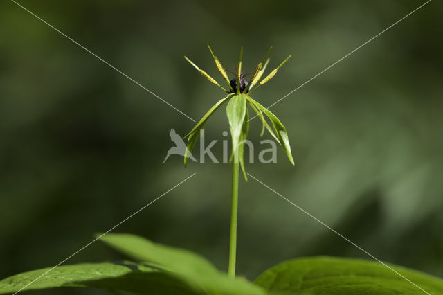 Eenbes (Paris quadrifolia)