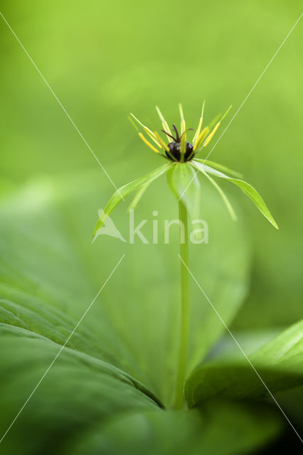 Eenbes (Paris quadrifolia)