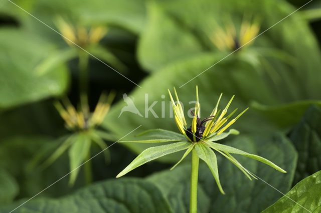 Eenbes (Paris quadrifolia)