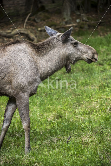 Eland (Alces alces)