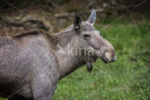 Elk (Alces alces)