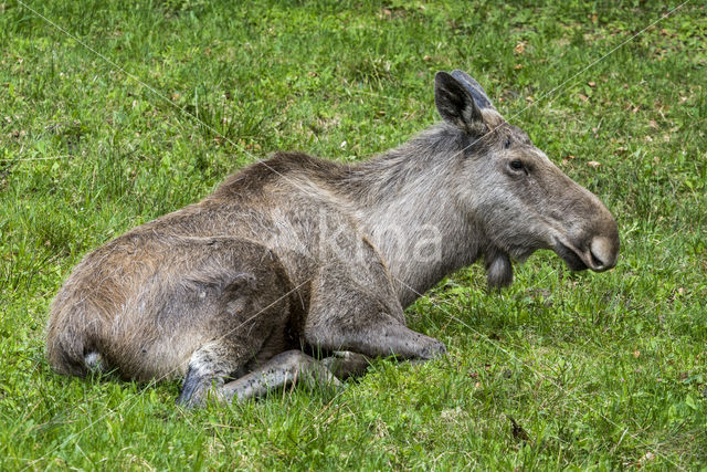 Eland (Alces alces)