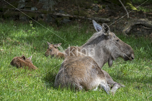 Eland (Alces alces)