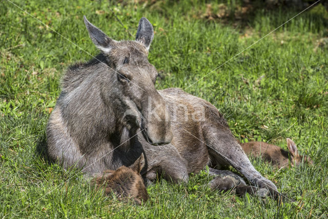 Eland (Alces alces)