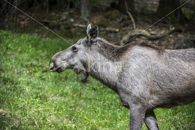 Elk (Alces alces)