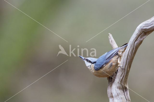 Europese Boomklever (Sitta europaea)