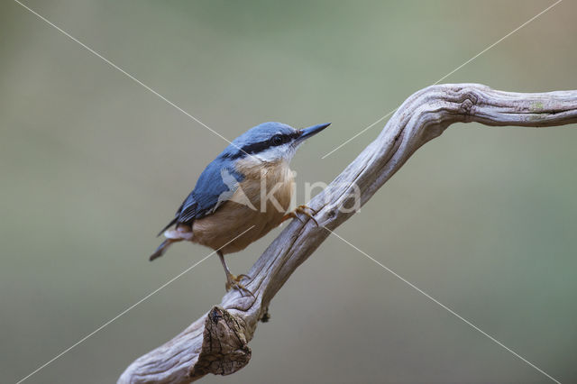 Eurasian Nuthatch (Sitta europaea)