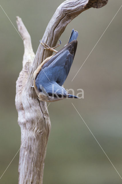 Eurasian Nuthatch (Sitta europaea)