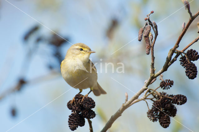 Willow Warbler (Phylloscopus trochilus)