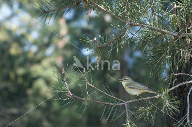 Willow Warbler (Phylloscopus trochilus)