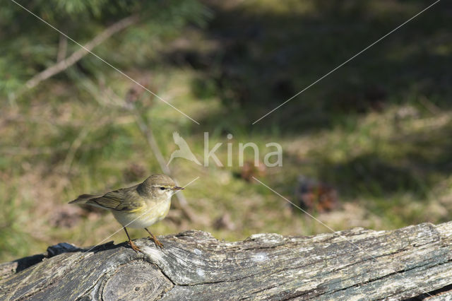 Fitis (Phylloscopus trochilus)