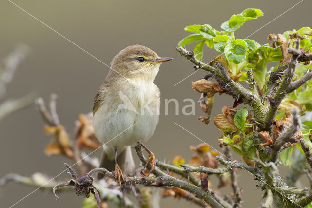 Willow Warbler (Phylloscopus trochilus)