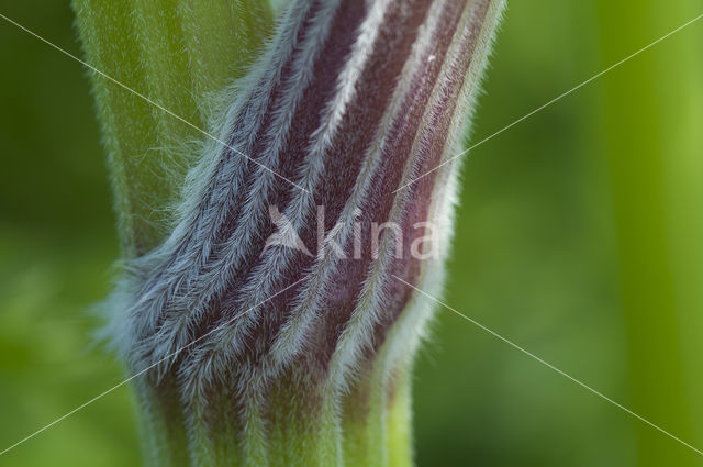 Cow Parsley (Anthriscus sylvestris)