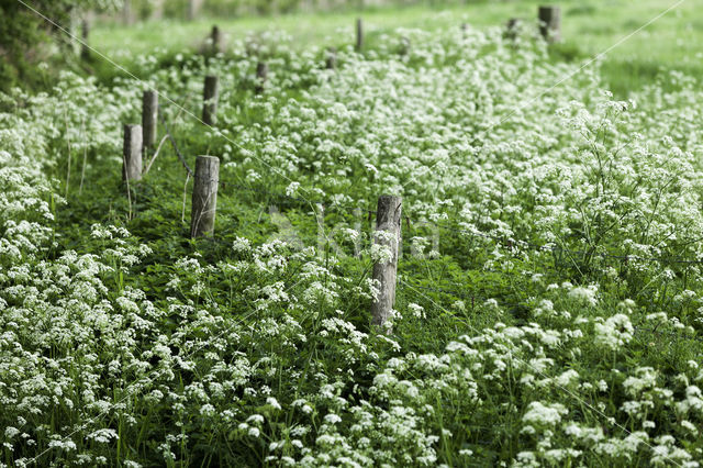 Fluitekruid (Anthriscus sylvestris)