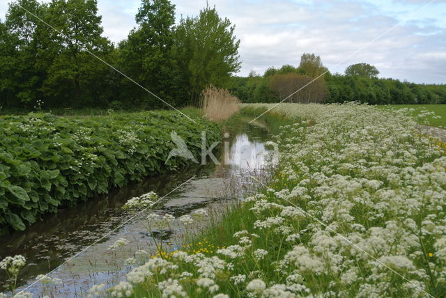 Fluitekruid (Anthriscus sylvestris)