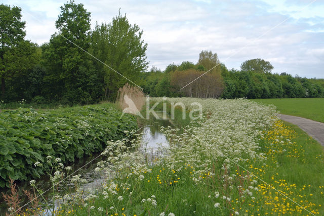 Fluitekruid (Anthriscus sylvestris)