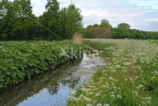 Fluitekruid (Anthriscus sylvestris)