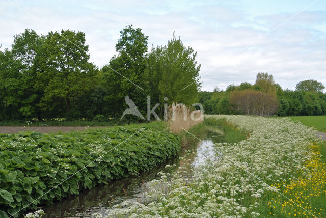 Cow Parsley (Anthriscus sylvestris)