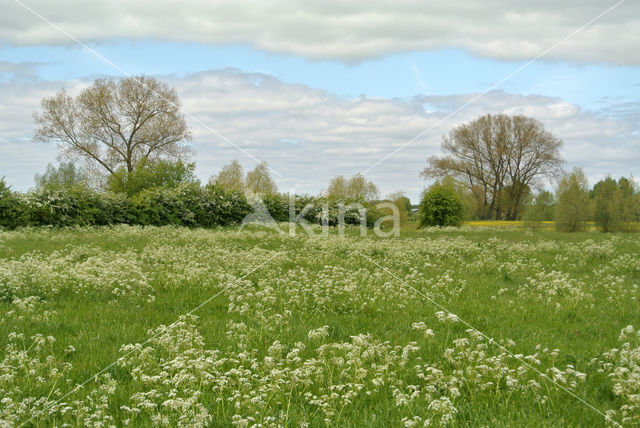 Fluitekruid (Anthriscus sylvestris)