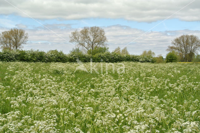 Fluitekruid (Anthriscus sylvestris)