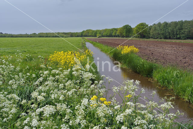 Fluitekruid (Anthriscus sylvestris)