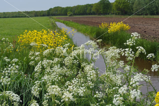 Fluitekruid (Anthriscus sylvestris)