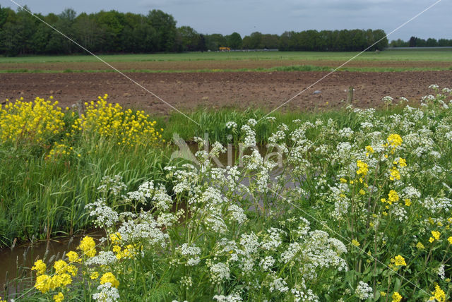 Fluitekruid (Anthriscus sylvestris)