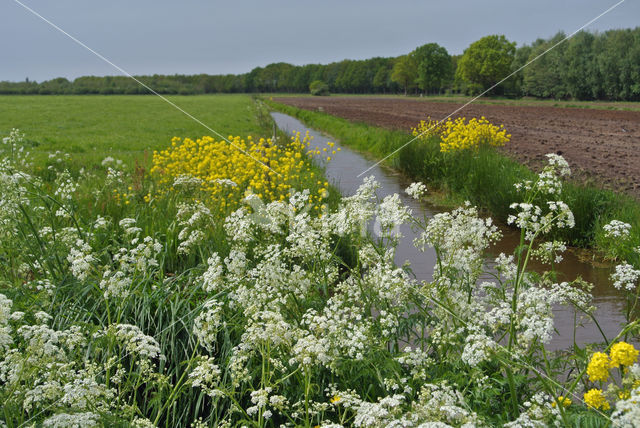 Fluitekruid (Anthriscus sylvestris)