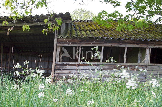 Fluitenkruidbij (Andrena proxima)