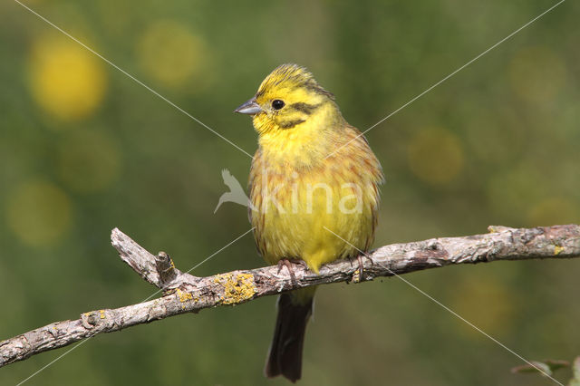 Geelgors (Emberiza citrinella)