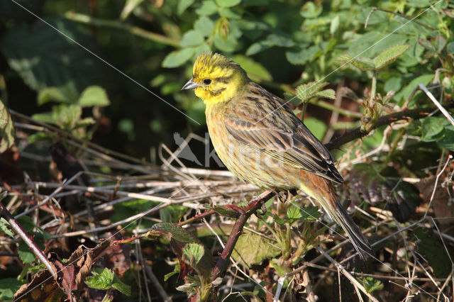 Geelgors (Emberiza citrinella)