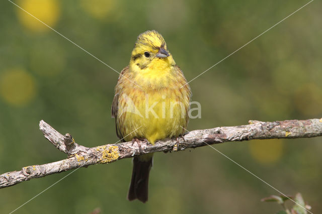 Geelgors (Emberiza citrinella)