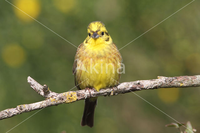 Yellowhammer (Emberiza citrinella)