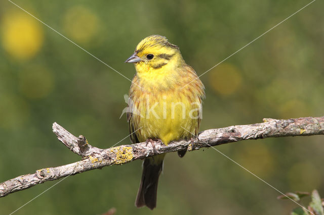 Yellowhammer (Emberiza citrinella)