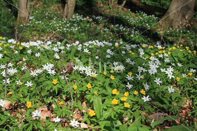 Yellow Anemone (Anemone ranunculoides)