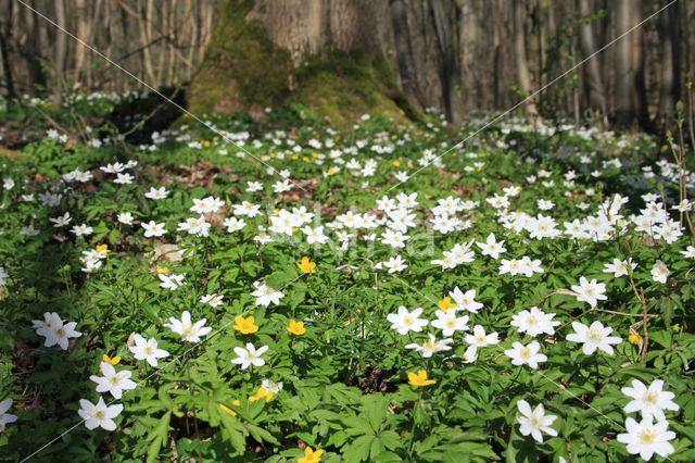 Yellow Anemone (Anemone ranunculoides)