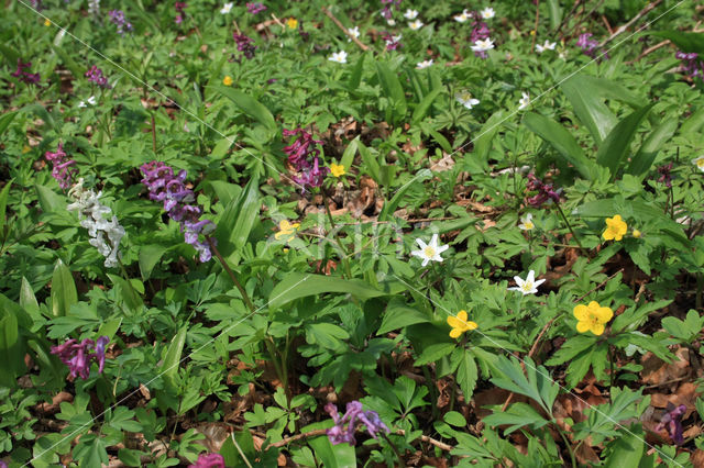 Gele anemoon (Anemone ranunculoides)