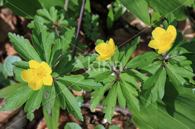 Yellow Anemone (Anemone ranunculoides)